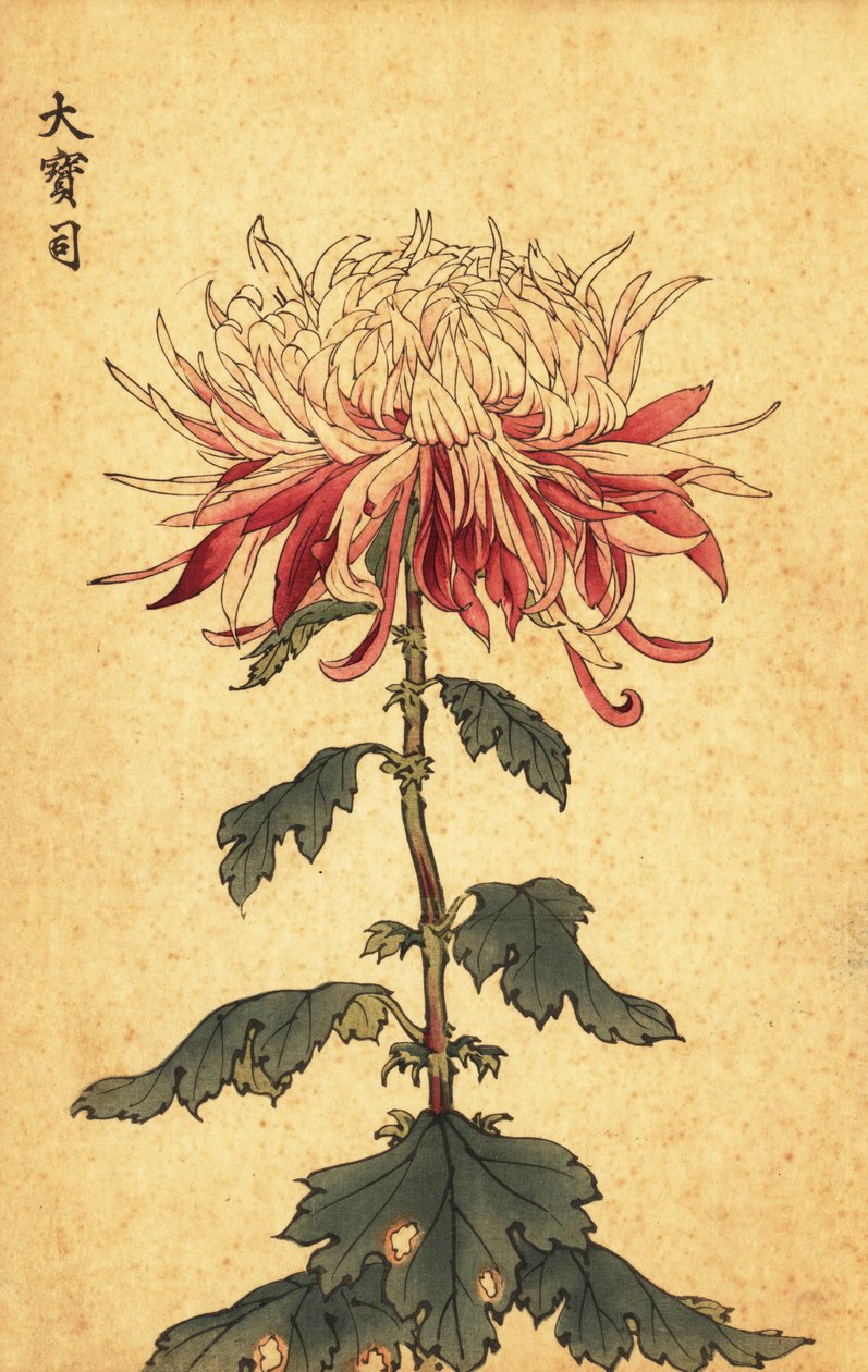 Hybrid White and Crimson Spoon Chrysanthemum (1893) by Keika Hasegawa