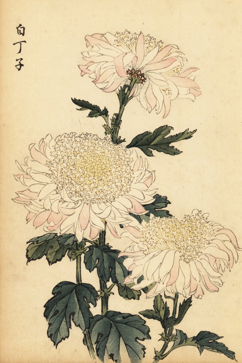 Hybrid White and Pink Chrysanthemum (1893) by Keika Hasegawa