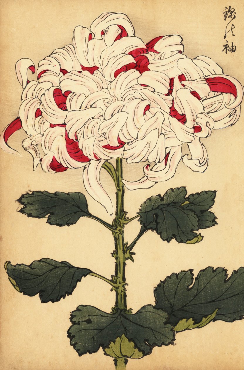 Hybrid White and Scarlet Chrysanthemum (engraving) by Keika Hasegawa