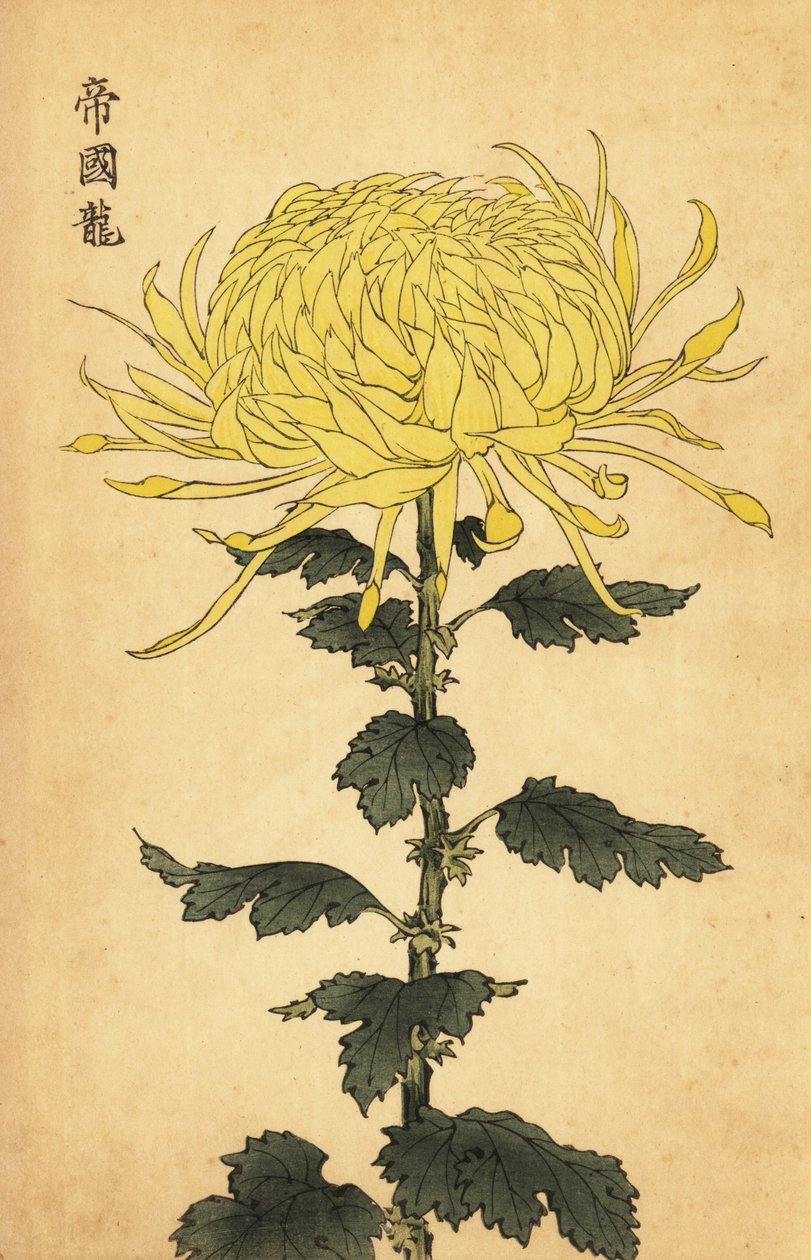 Hybrid Yellow Chrysanthemum (engraving) by Keika Hasegawa