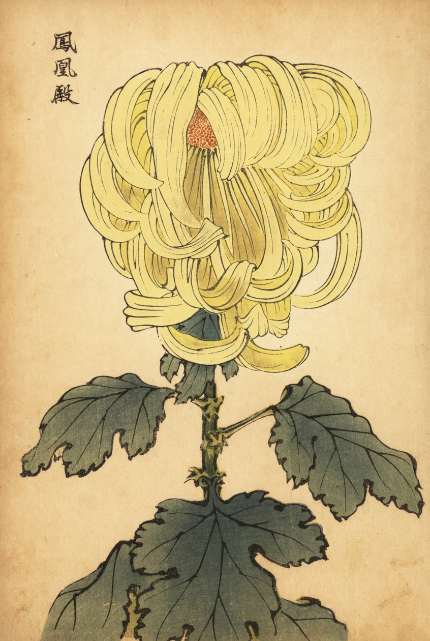 Hybrid yellow incurve chrysanthemum, 1893 by Keika Hasegawa