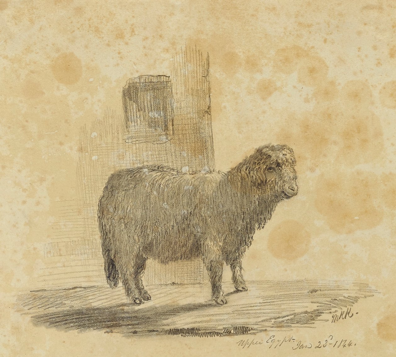 Sheep by Kellogg, Miner Kilbourne