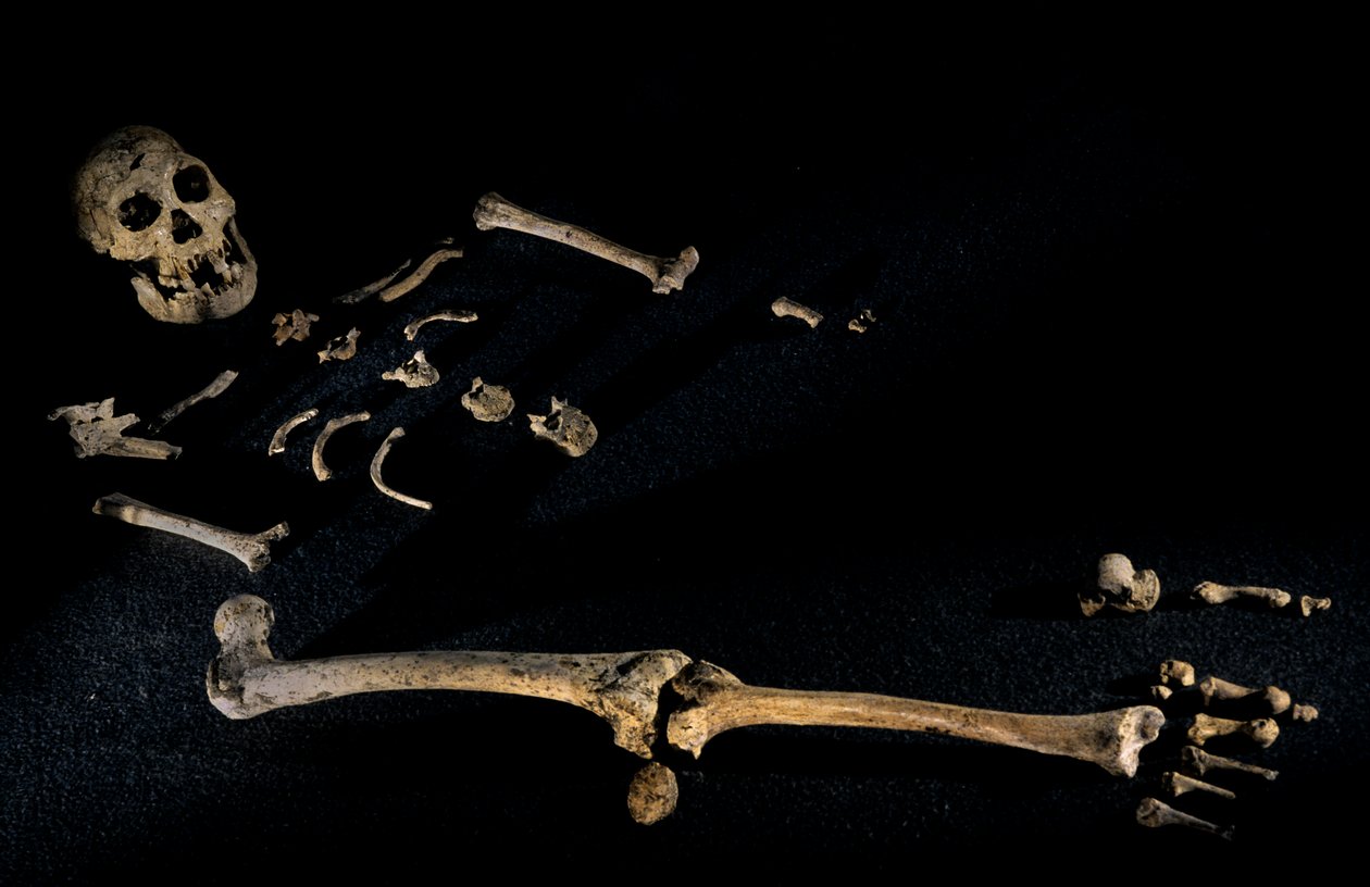 Four foot seven inch tall composite skeleton from individuals found at Dmanisi, 2008 by Kenneth Garrett