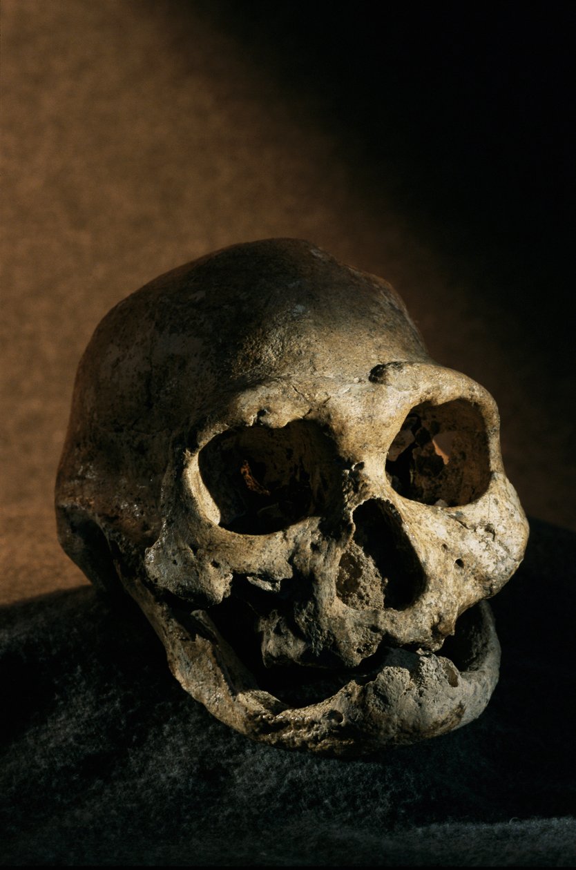 Homo erectus skull, toothless, Dmanisi, Georgia Homo Erectus site by Kenneth Garrett