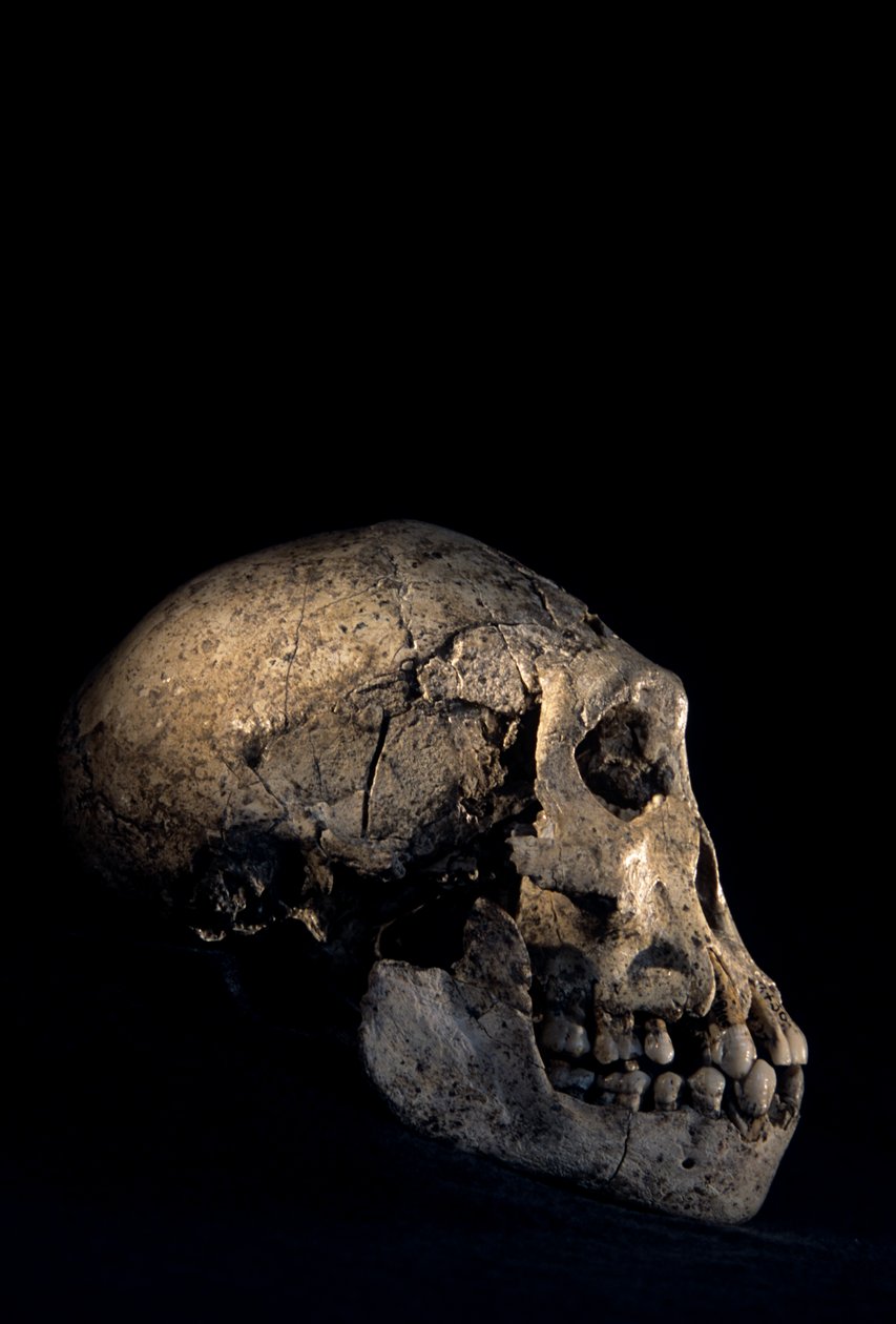 Skull Found at Dmanisi, Georgia, Homo Erectus Site by Kenneth Garrett