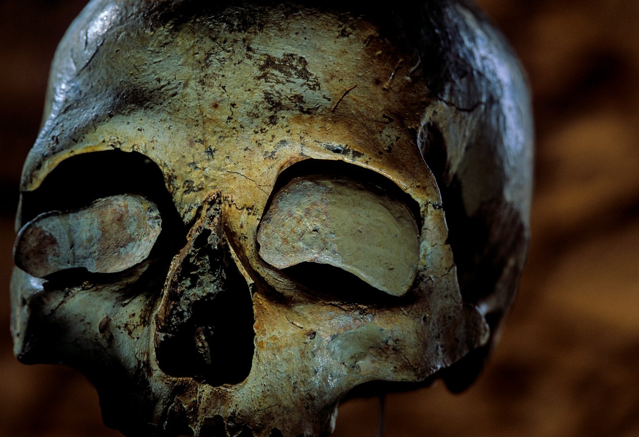 Skull of a girl, Mas-d