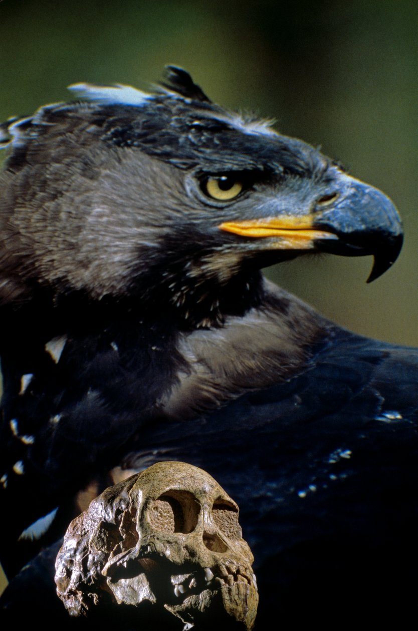 The Taung child skull with the image of a modern African crowned eagle by Kenneth Garrett