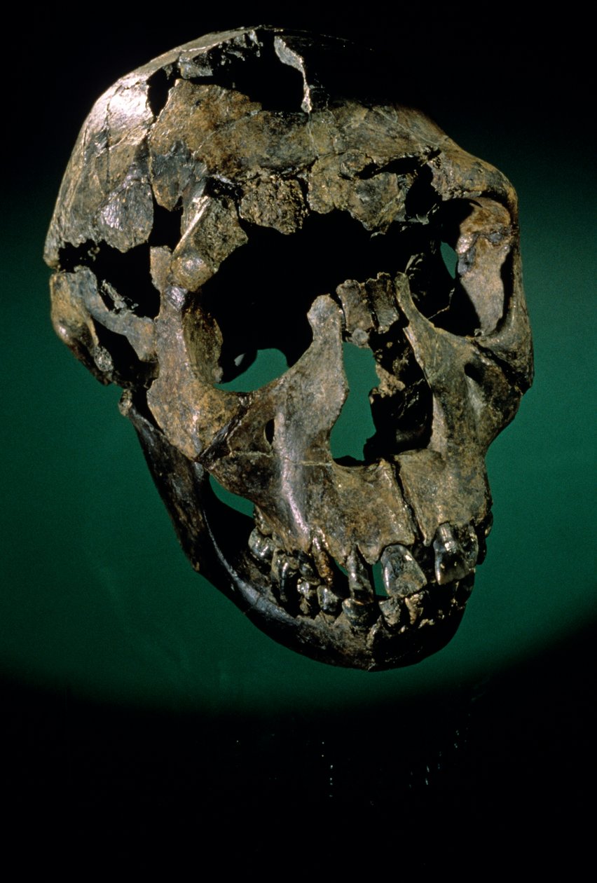 Turkana Boy, Kenya, West Turkana, Lake Turkana, KNMER-WT15000, H. erectus, Nariokotome, 2008 by Kenneth Garrett