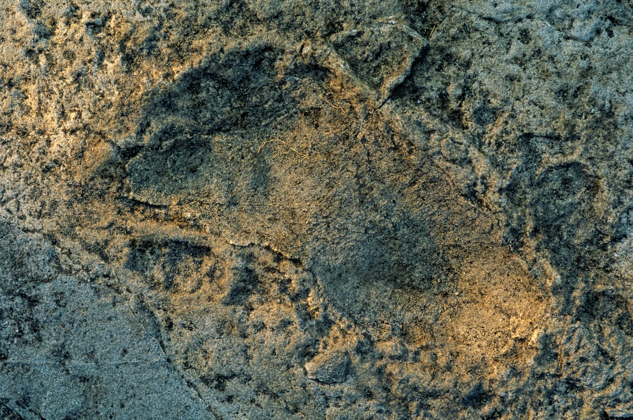 Humanlike feet, Laetoli tracks, The First Steps, 3.6 million years old, footprint by Kenneth Garrett