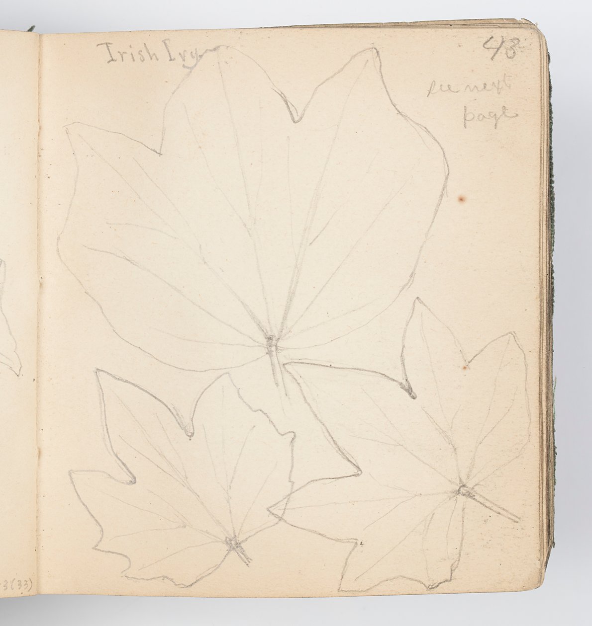 Sketchbook Page: Irish Ivy Leaves by Kenyon Cox