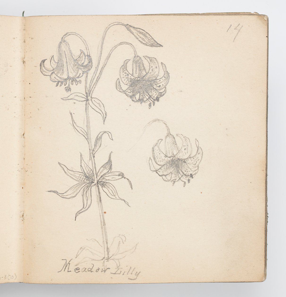 Sketchbook Page: Meadow Lily by Kenyon Cox
