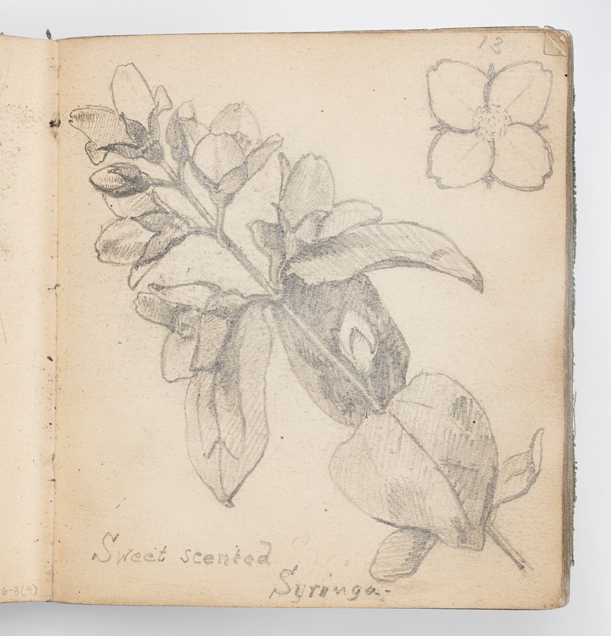 Sketchbook Page: Sweet Scented Syringa by Kenyon Cox