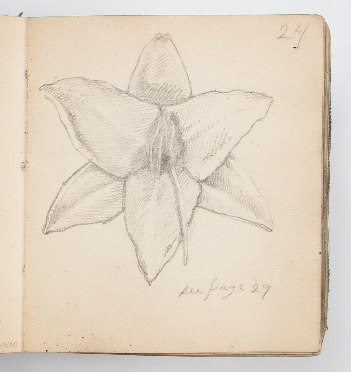 Sketchbook Page: Yellow Lily by Kenyon Cox