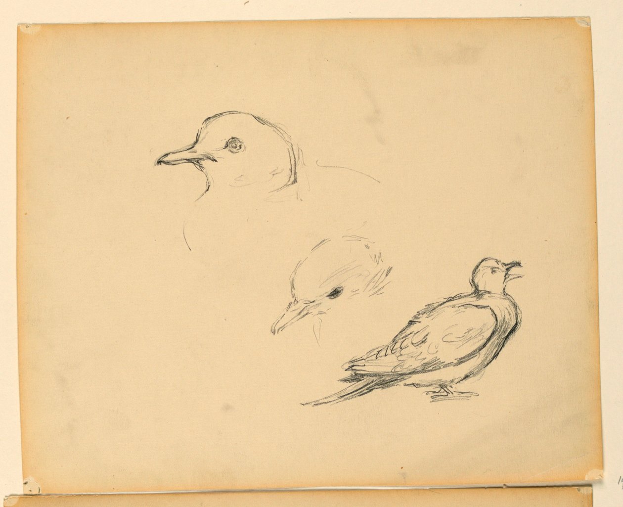 Study for 
