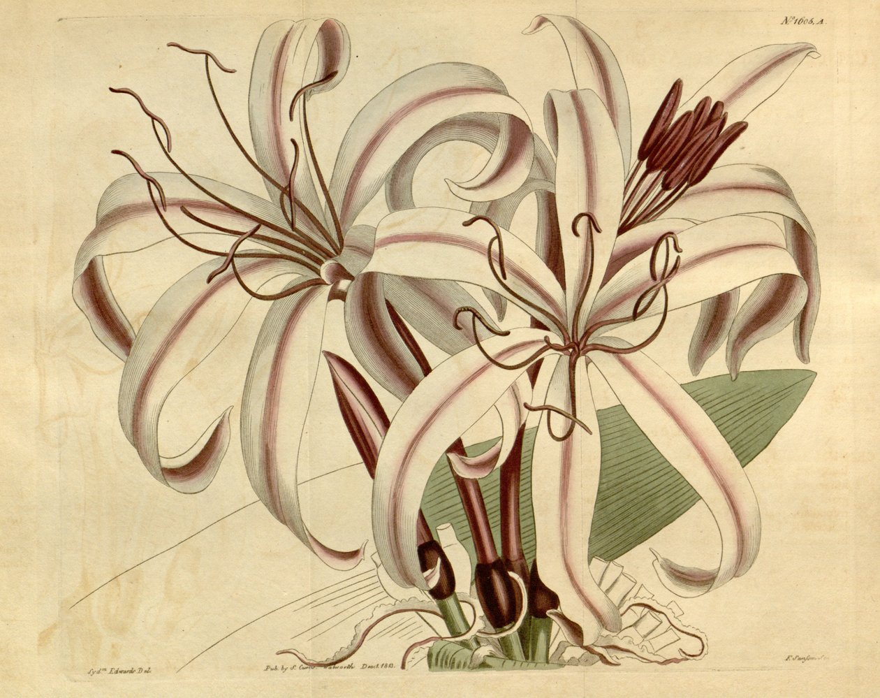 Crinum amabile by Ker Gawler