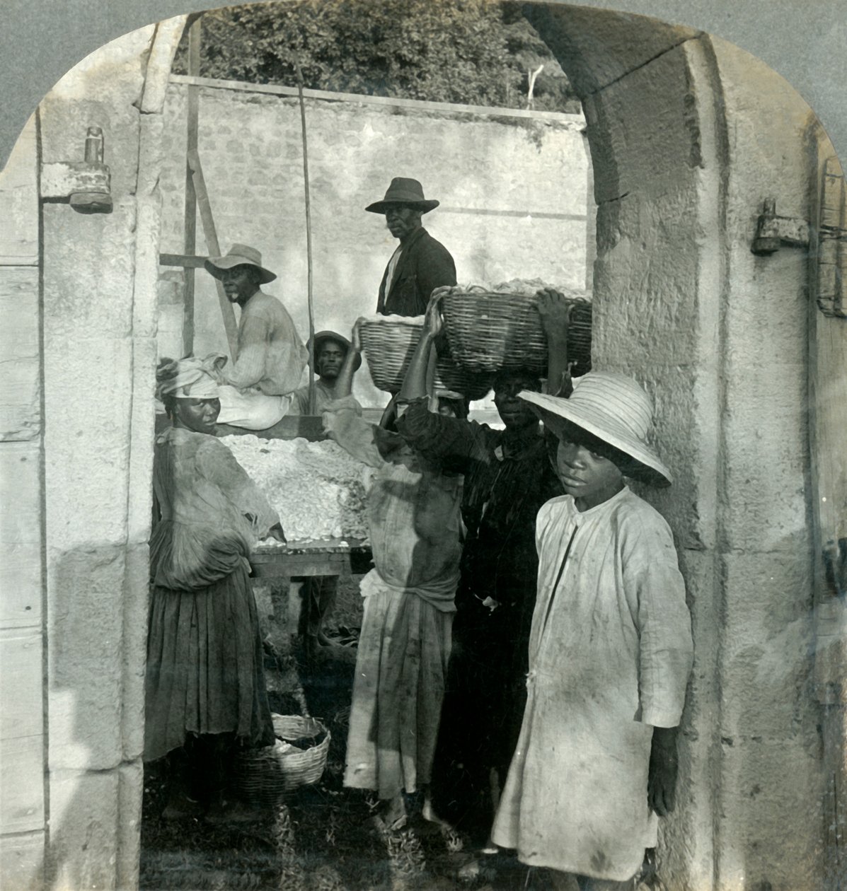 Cocoa Fresh from the Pods, Dominica, B.W.I. by Keystone View Company