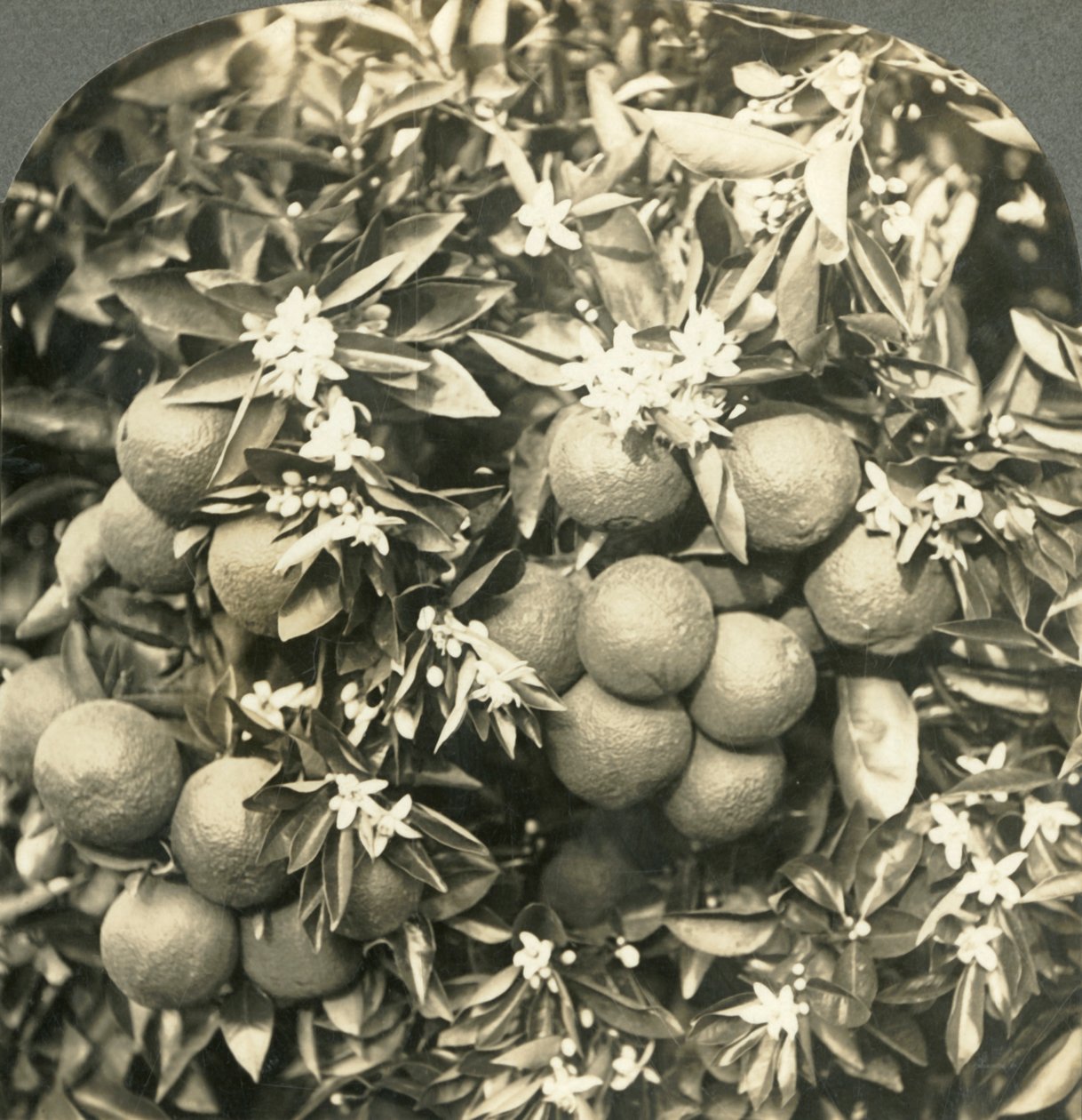 Orange Blossoms and Mature Oranges Growing on the Same Tree, California, c1900 by Keystone View Company
