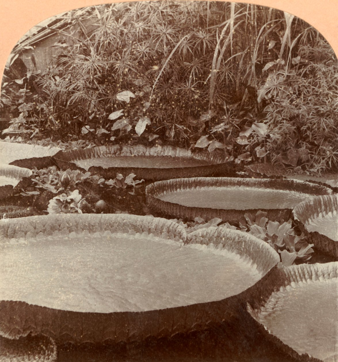 Thureza Lily, Botanical Garden, Hamburg, Germany by Keystone View Company