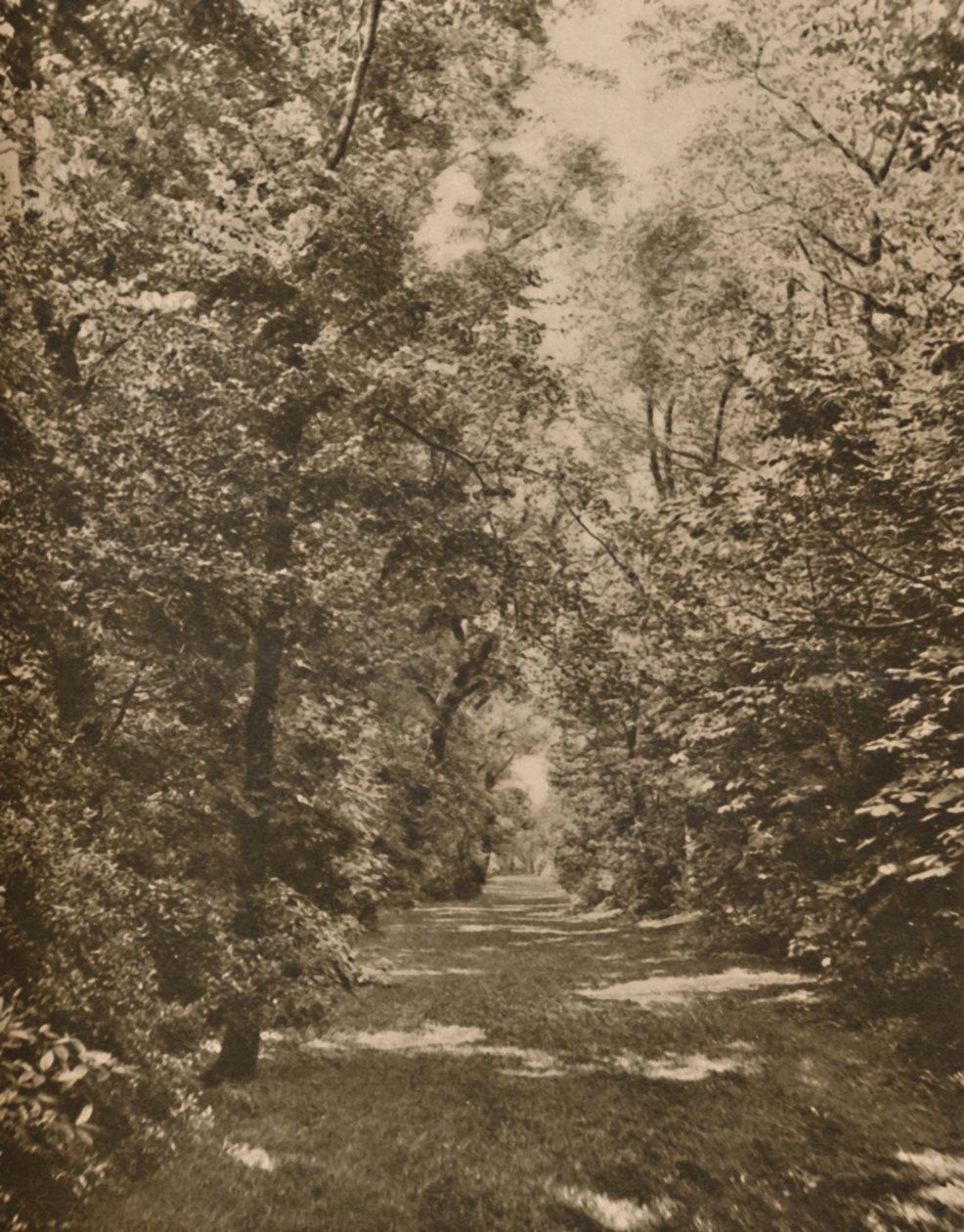 A Woodland Glade Within A Few Hundred Yards of the Earl