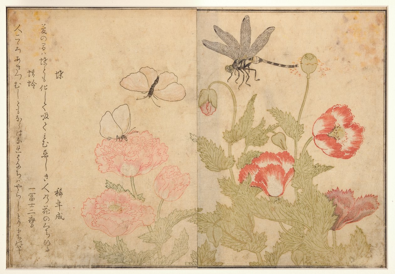 Butterfly and dragonfly by Kitagawa Utamaro