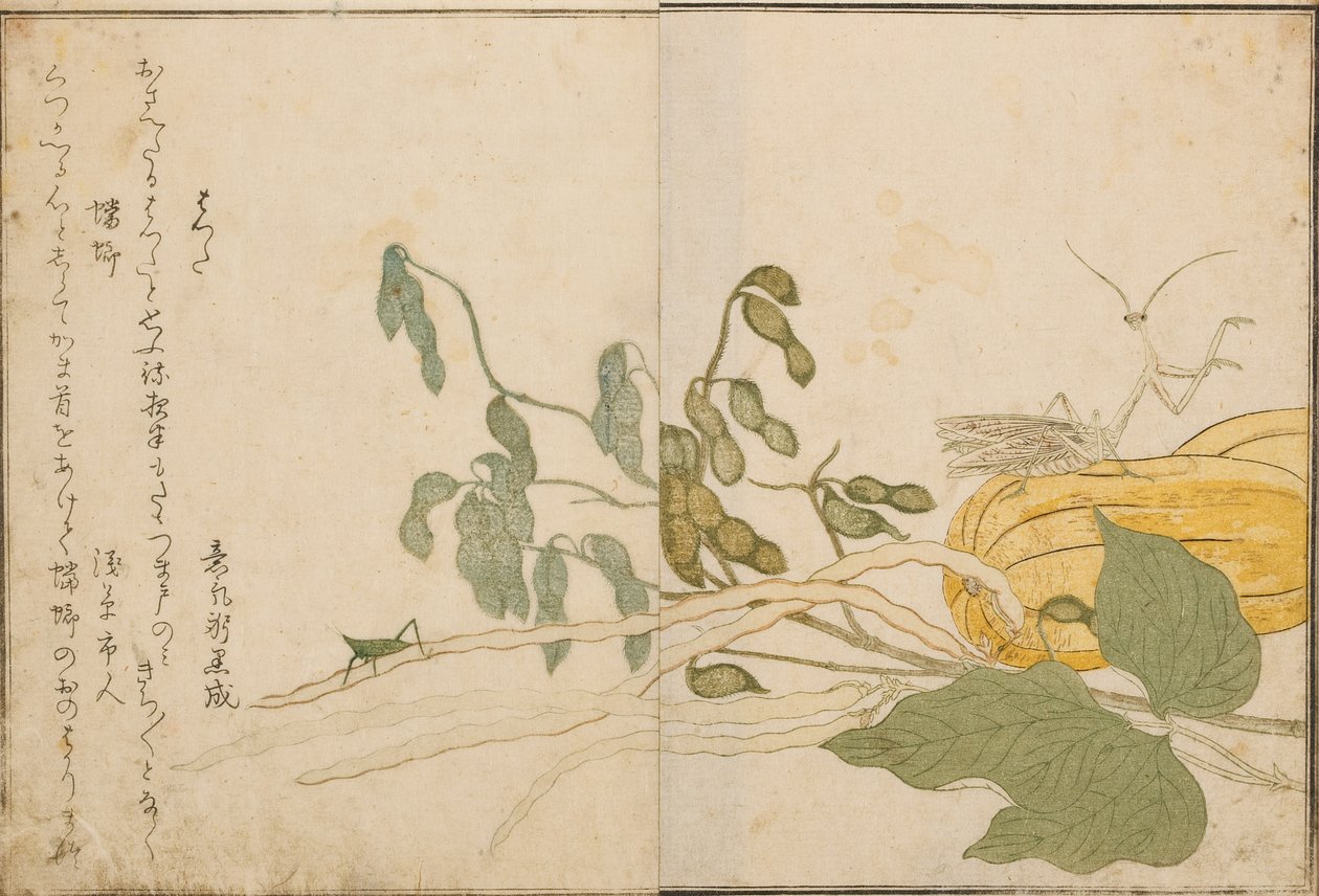 Grasshopper and praying mantis, 1788 by Kitagawa Utamaro