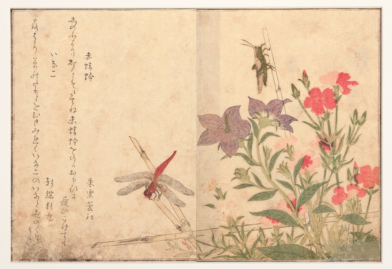 Red Dragonfly and Rice Locust by Kitagawa Utamaro