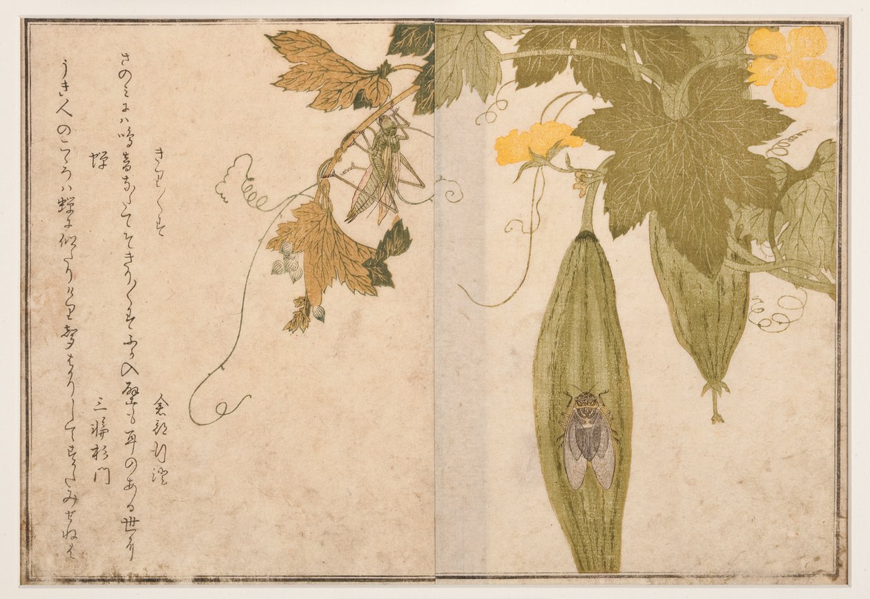 Singing cricket on cicada, 1788 by Kitagawa Utamaro