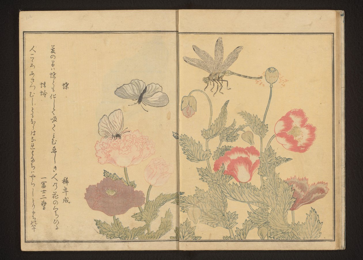 Butterflies and dragonfly near poppies by Kitagawa Utamaro