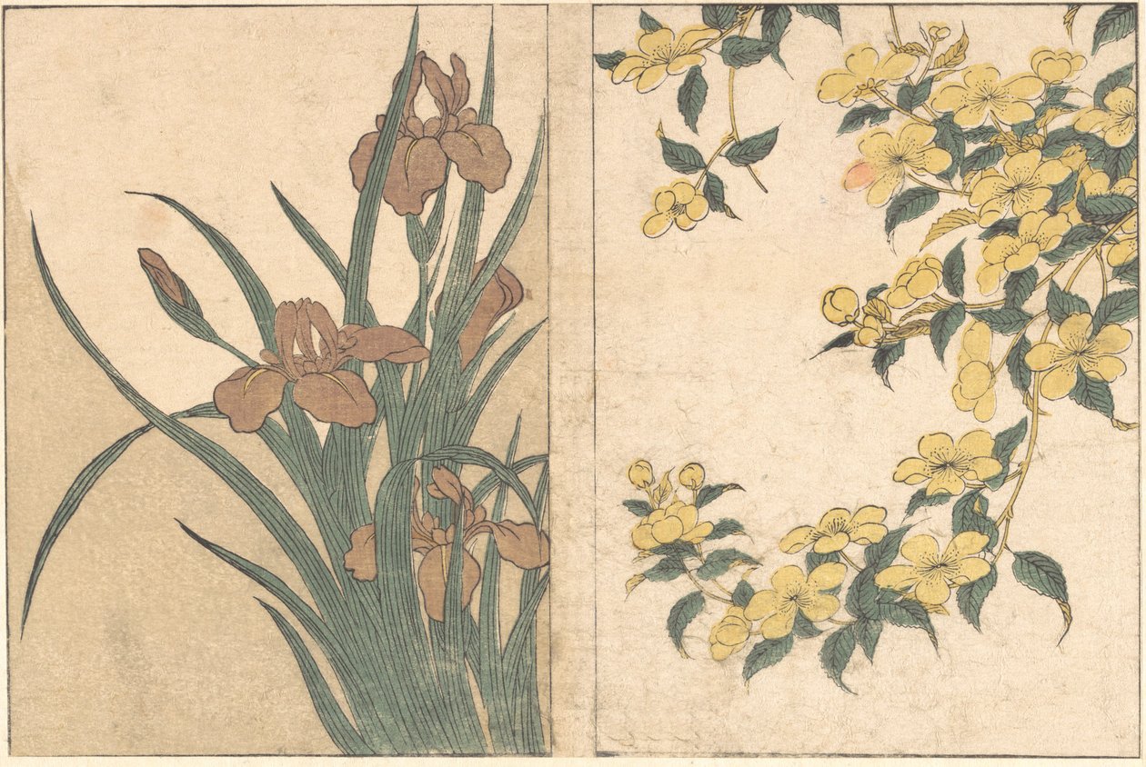 Cherry Blossoms and Irises, from the illustrated book Flowers of the Four Seasons by Kitagawa Utamaro