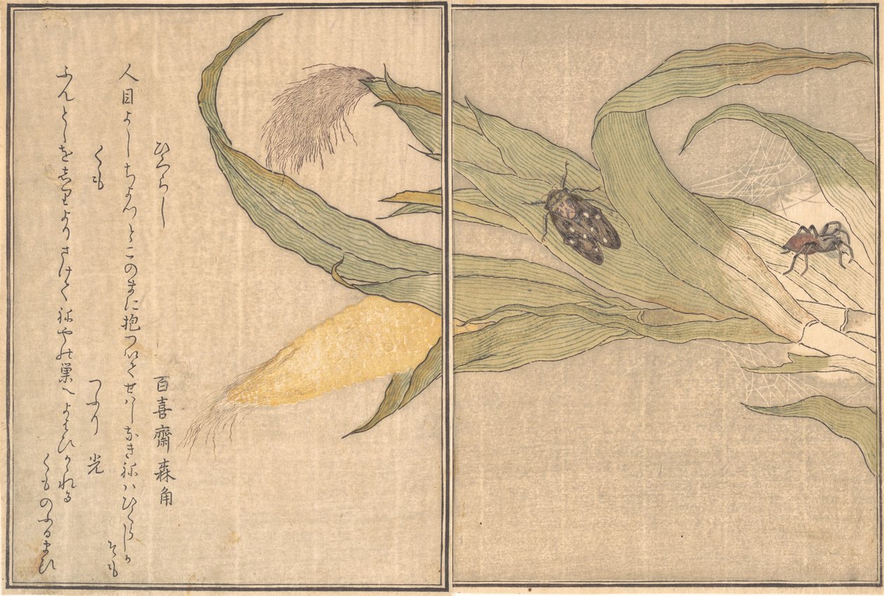 Evening Cicada, Higurashi, Spider, Kumo by Kitagawa Utamaro