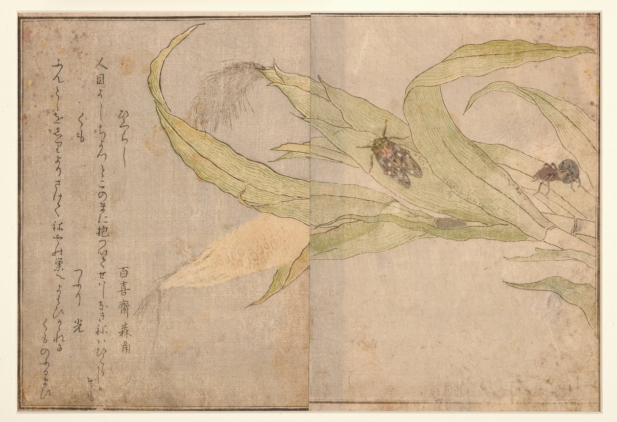 Higurashi and Spider by Kitagawa Utamaro