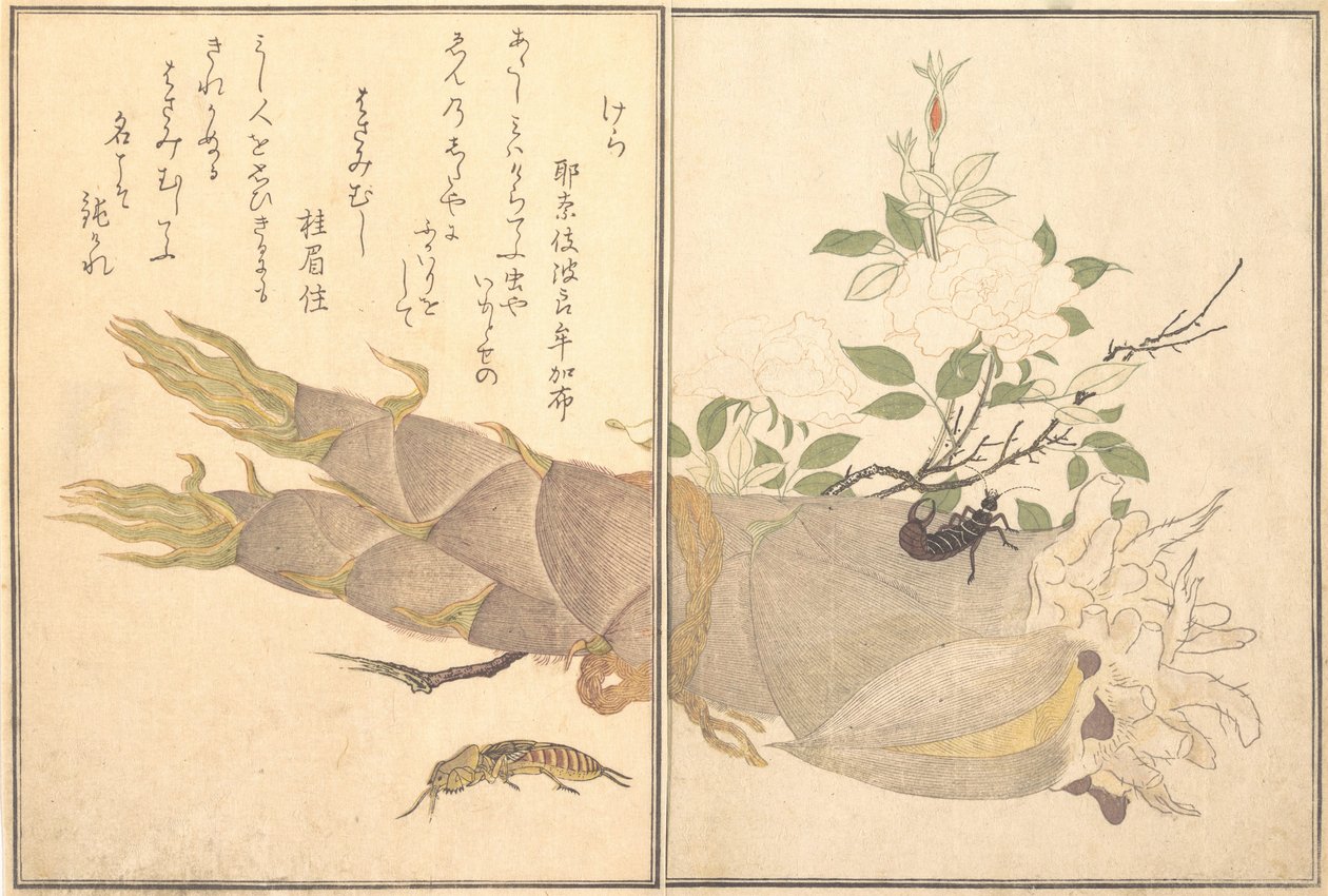 Mole Cricket, Earwig by Kitagawa Utamaro