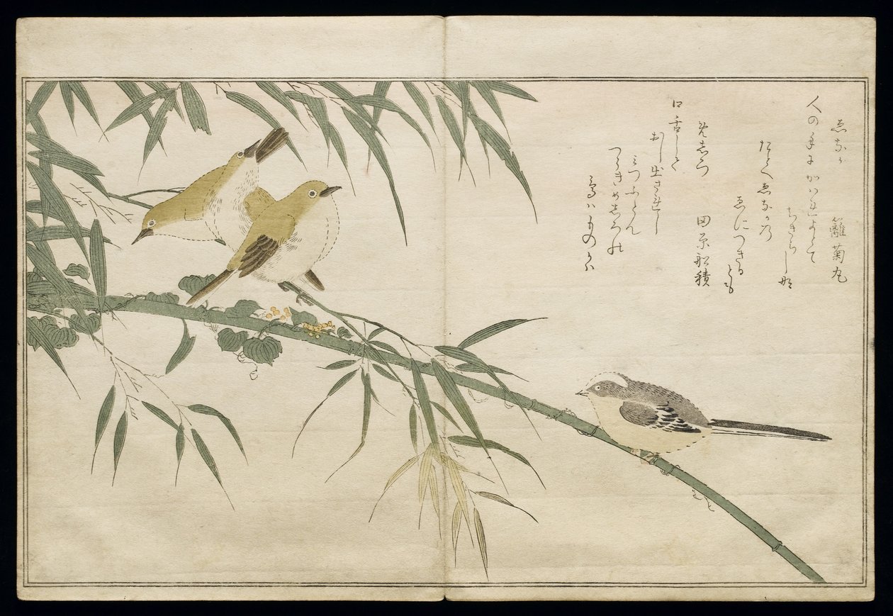 Long-Tailed Tit and Three White Eyes, from an Album 