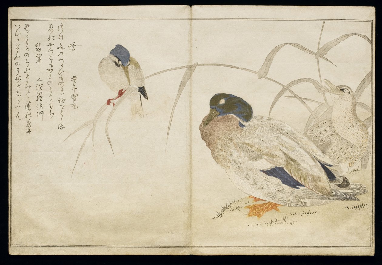 Two Wild Ducks and a Common Kingfisher, from an Album 