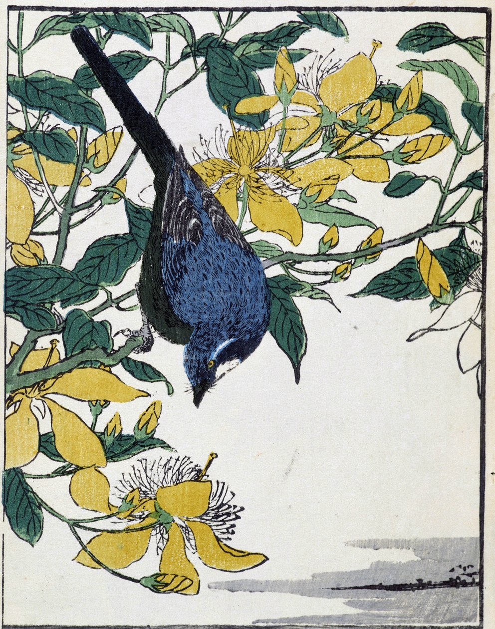 Bird on a Tree. Japanese Drawing by Kitao Kosuisai by Kitao Shigemasa