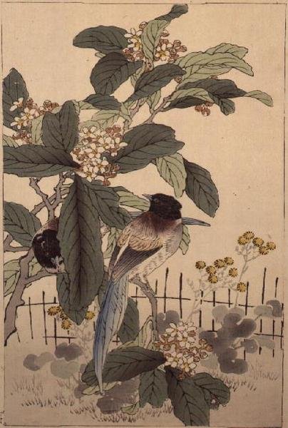 Blue tailed birds among the blossom from Bunrei Kacho Gafu, pub. 1885 by Kono Bairei