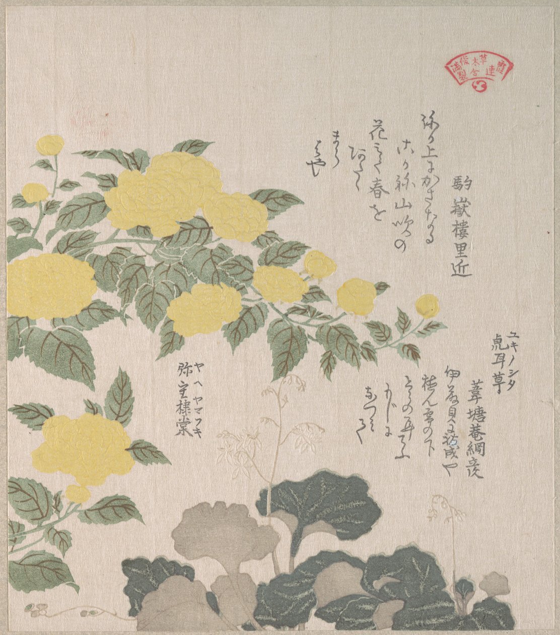 Corchorus (or Yellow Rose) and Creeping Saxifrage by Kubo Shunman