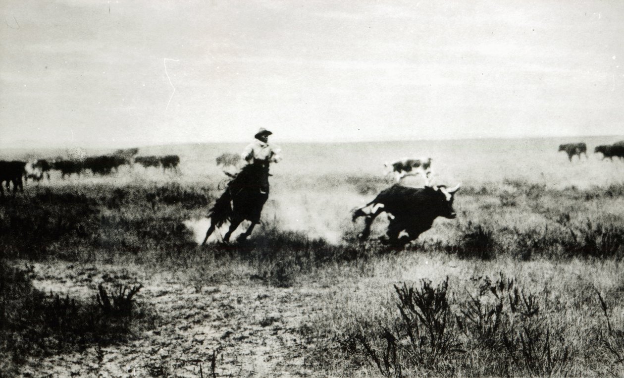 Cowboy on horseback lassooing a calf by L.A. Huffman