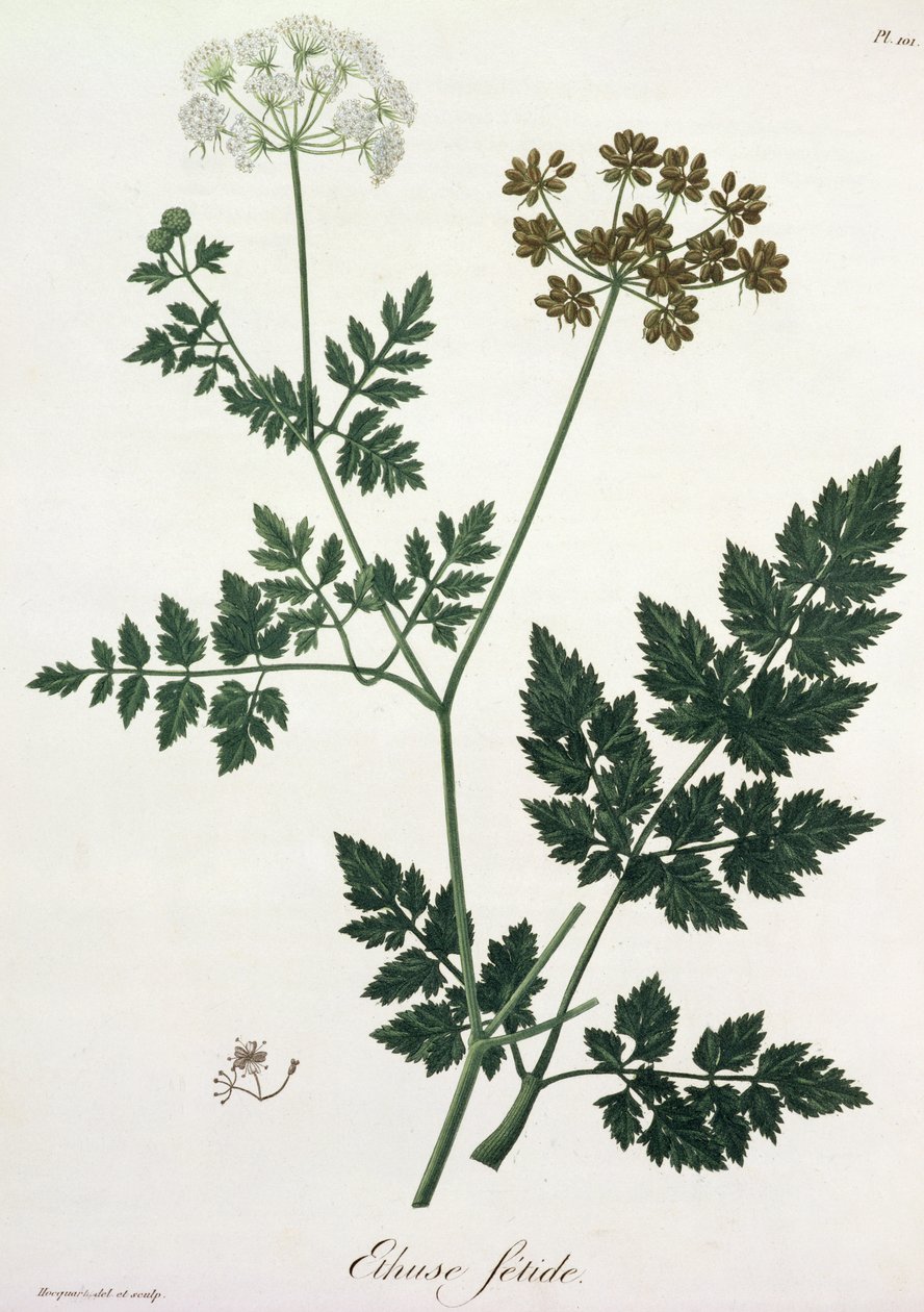 Aethusa Cynapium from 
