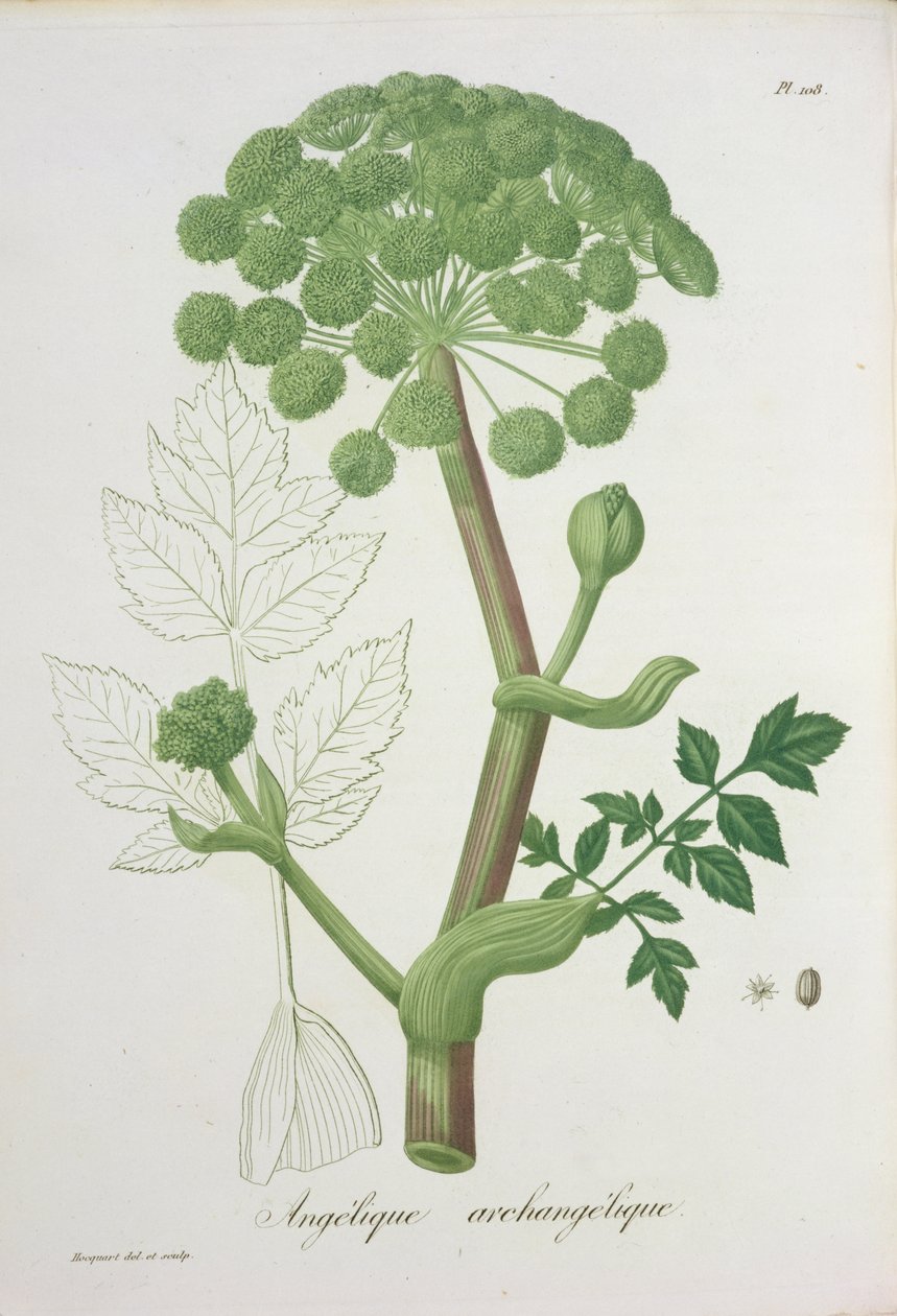 Angelica Archangelica from 
