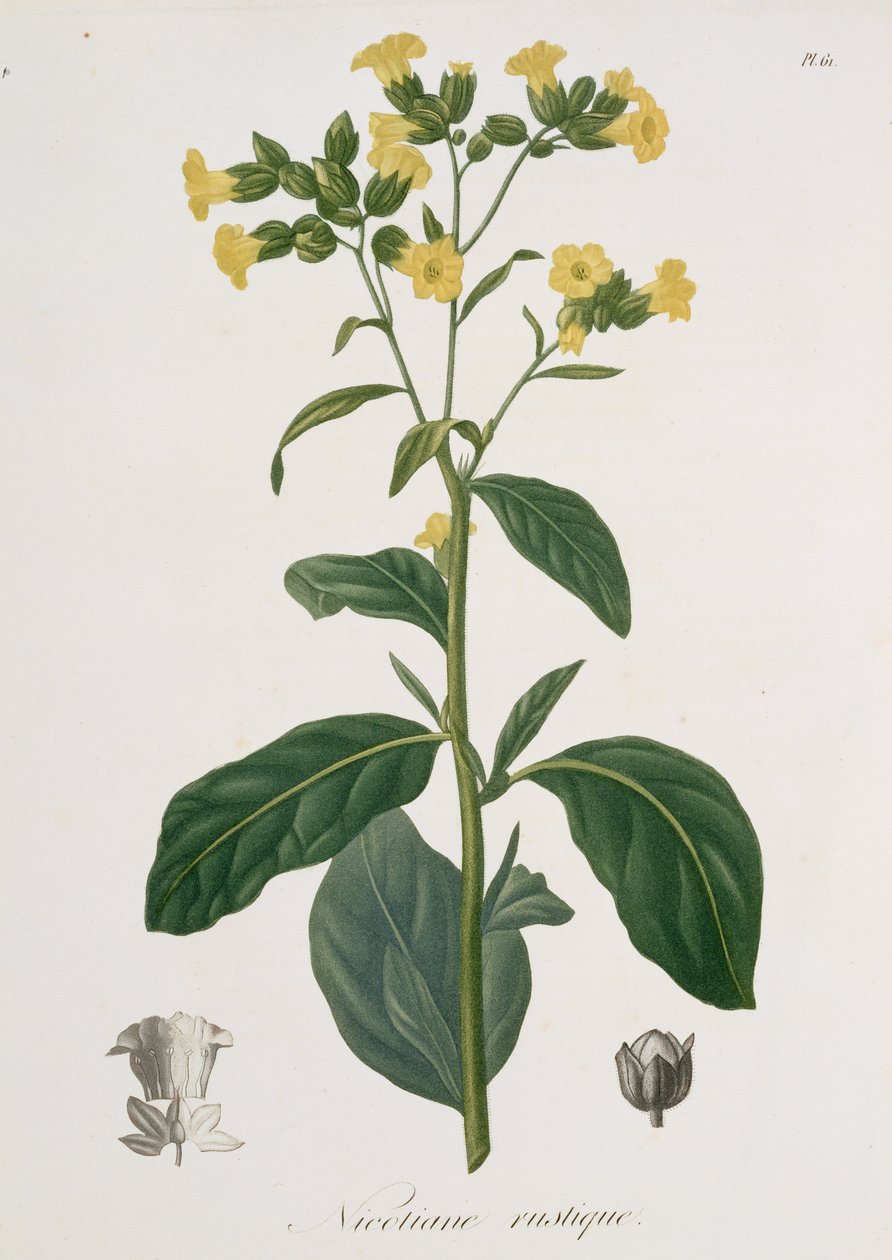 Nicotiana from 