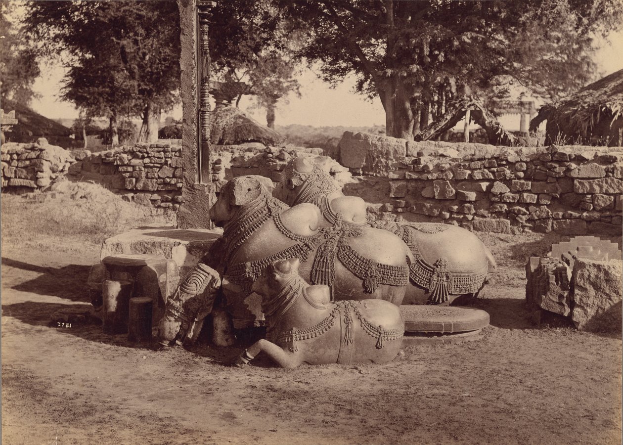 Bulls or Nadias with Ornamental Carvings Side View, Warangal, Hyderabad, Deccan by Lala Deen Dayal