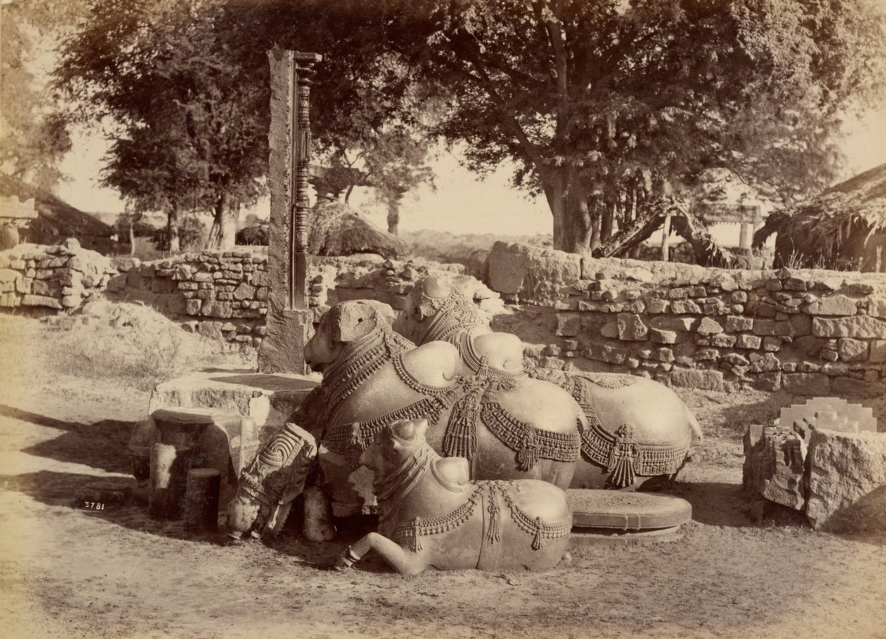 Sacred Bulls in Warungal Fort by Lala Deen Dayal