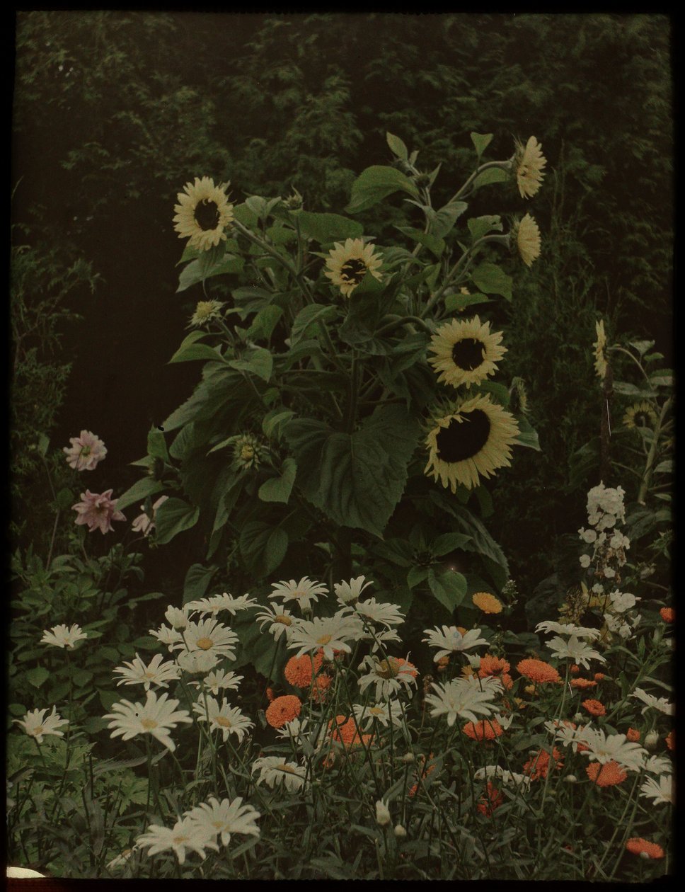 Garden of the House Kersbergen, Zeist, with Sunflowers by Lambertus Hendrik van Berk