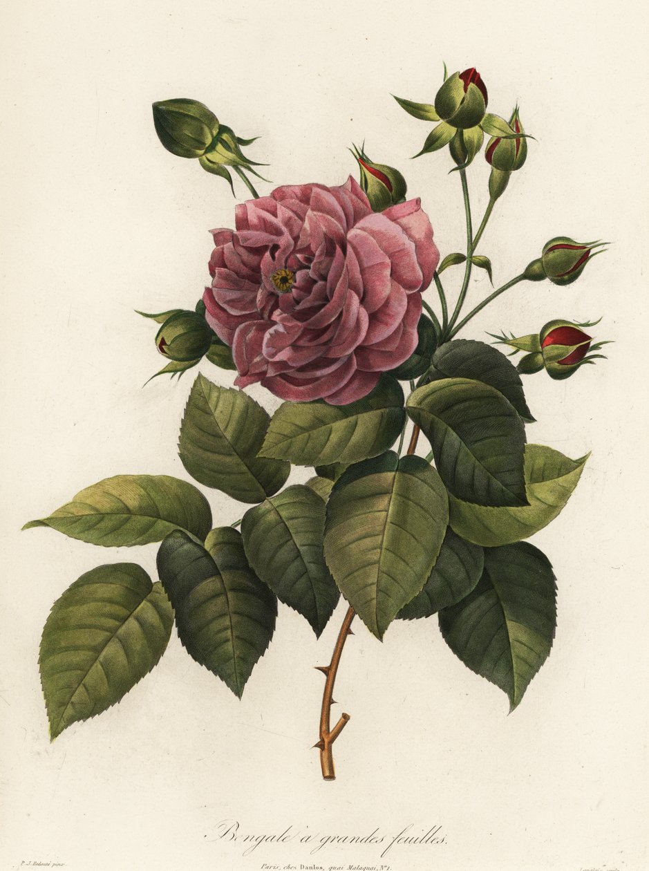 Bengal Rose, Rosa Chinensis Variety, Bengale a Grandes Feuilles by Langlois Langlois