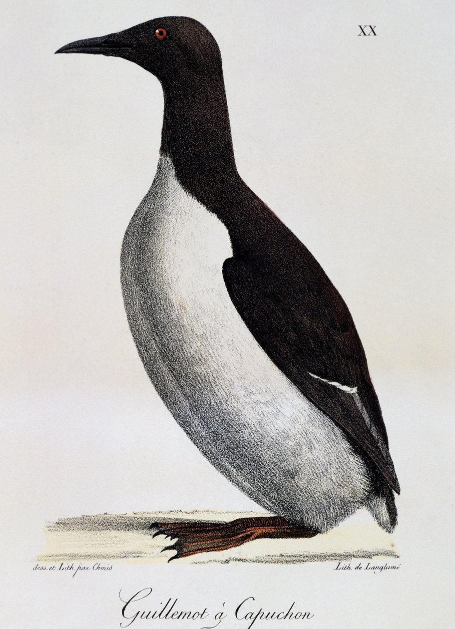 Common Guillemot, from Voyage pittoresque autour du monde by Langlume Langlume