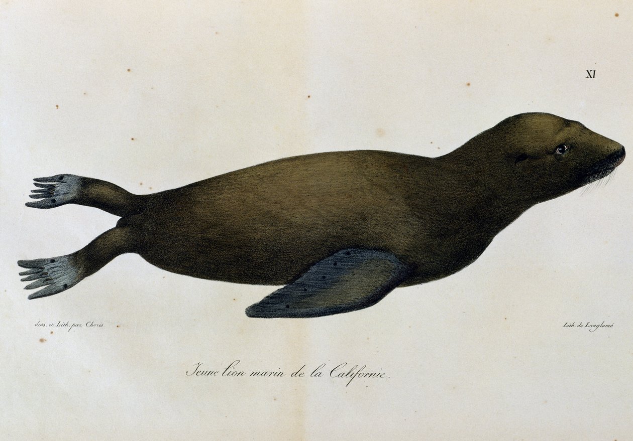 Young Sea lion, California, from Voyage pittoresque autour du monde by Langlume Langlume
