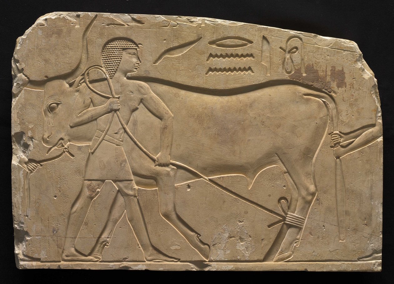 Men Trussing an Ox, 667-647 BC by Late Period Egyptian