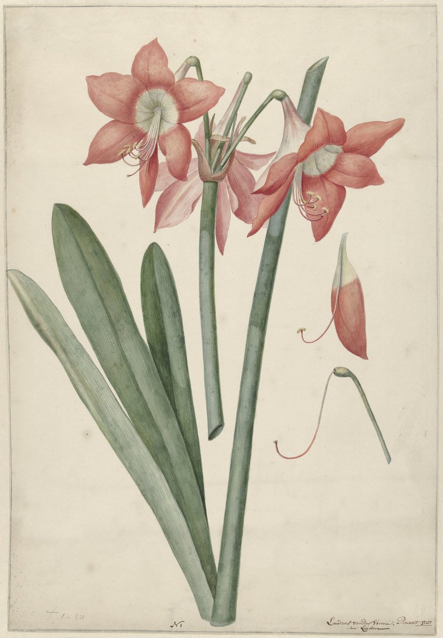 Amaryllis Haworthia Margaritiferas by Laurens Jacobsz. van der Vinne