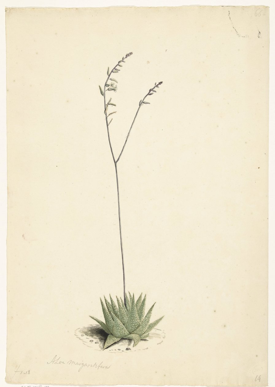 Blooming Aloe by Laurens Vincentsz. van der Vinne